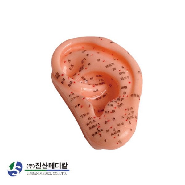 귀 경혈 모형 (이혈요법 티침이침 병원 한의원 실습)