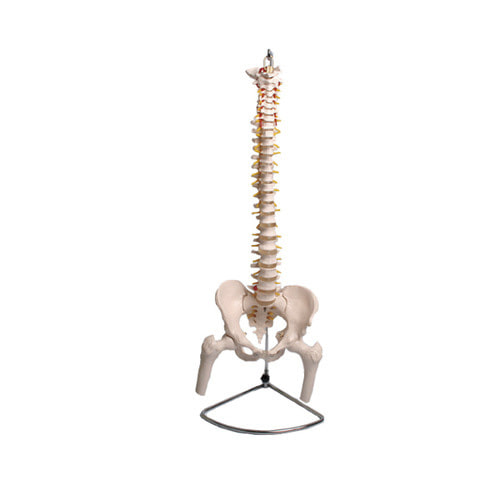 척추 모형 인체 신체 골격 뼈 병원 의료 학교 실습용